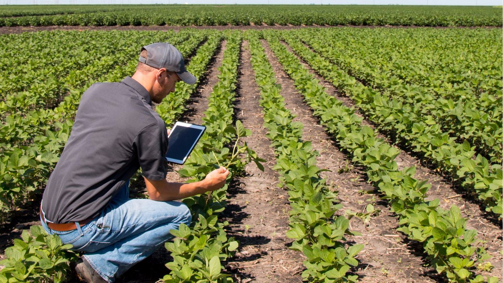 Fond Groupement AGRI SUD-OUEST INNOVATION 